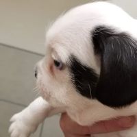 Mission Park Pet Hospital ico