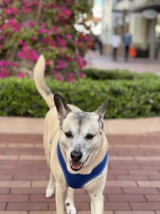 Dana Point Animal Hospital Picture 6