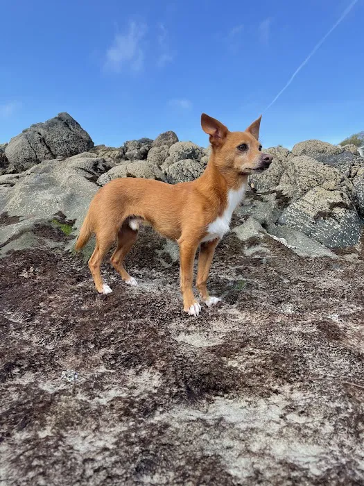 Dana Point Animal Hospital Picture 4