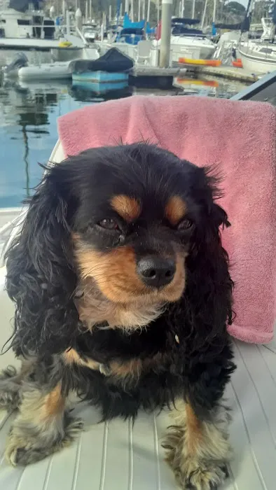 Petnetwork LLC Picture 3