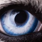 Petnetwork LLC