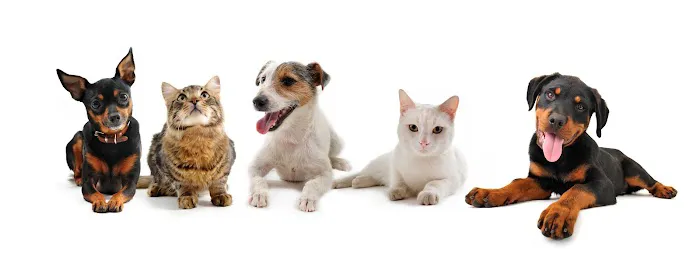 Marina Hills Animal Hospital Picture 1
