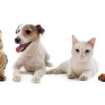 Marina Hills Animal Hospital