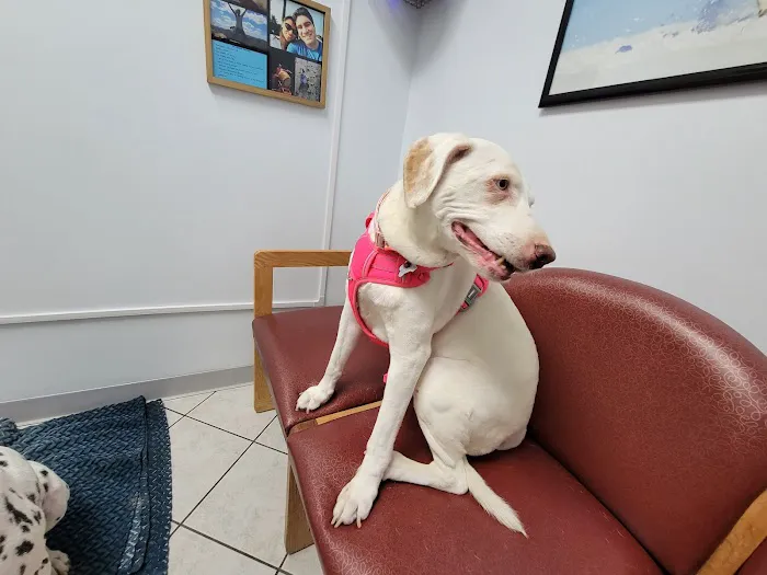 Marina Hills Animal Hospital Picture 4