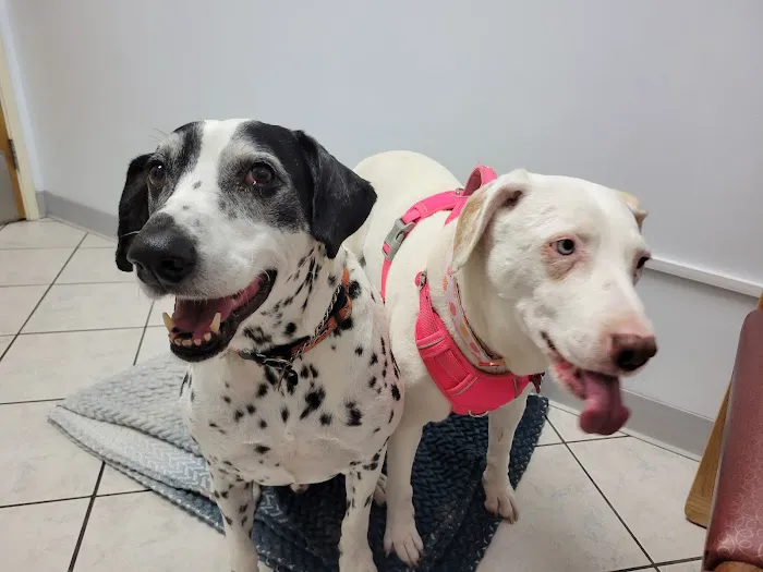 Marina Hills Animal Hospital Picture 10