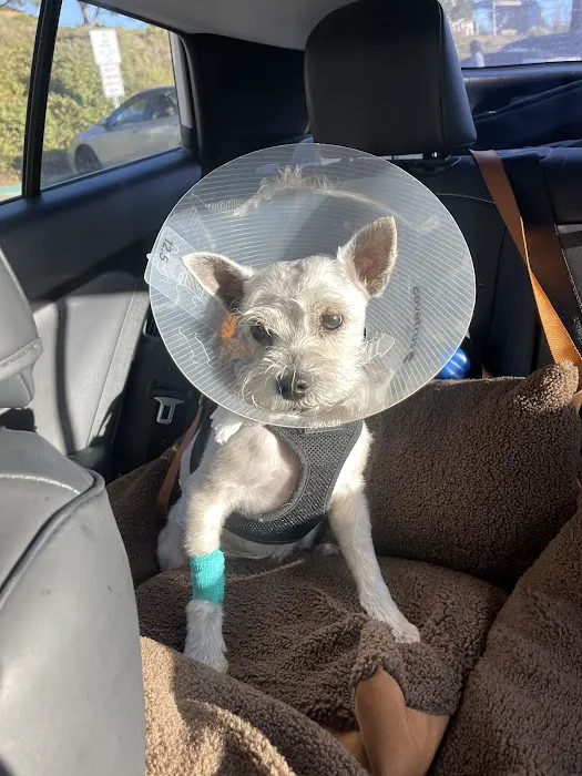Alicia Pet Care Center Picture 4