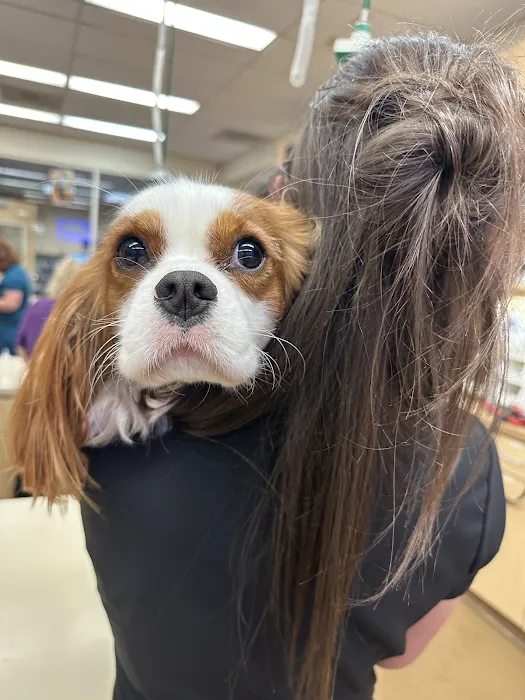 Alicia Pet Care Center Picture 6