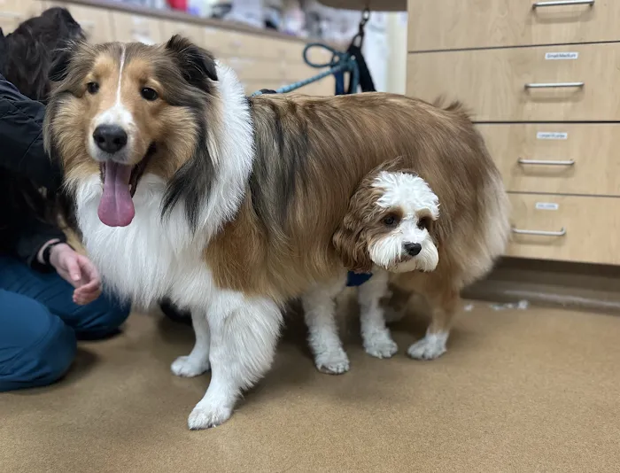 Alicia Pet Care Center Picture 7