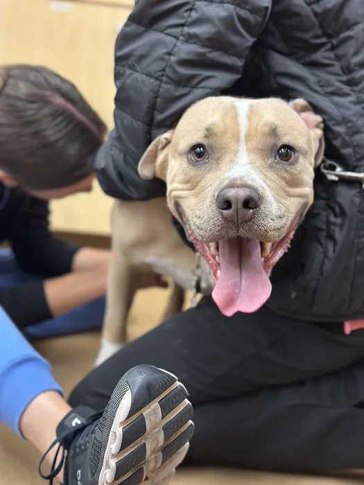 Alicia Pet Care Center Picture 10
