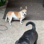 Neighborhood Veterinary Centers - Waller