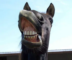 Equine Integrative Care Picture 5