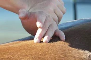 Equine Integrative Care Picture 3