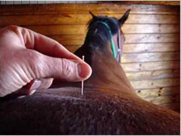 Equine Integrative Care Picture 4