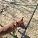 Pleasant Valley Pet Clinic
