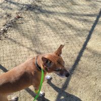 Pleasant Valley Pet Clinic ico