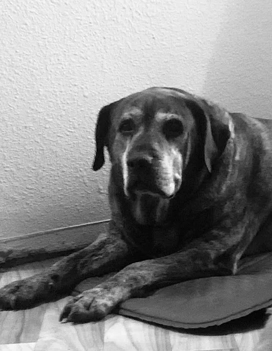 Pleasant Valley Pet Clinic Picture 8