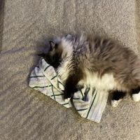 Pollock Pines Veterinary Hospital ico