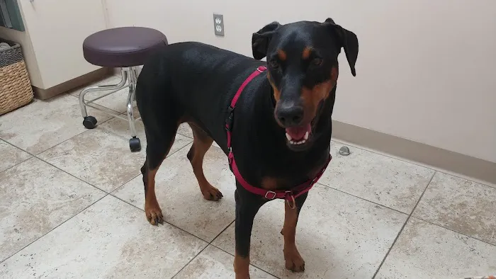 Copper Hill Animal Clinic Picture 2