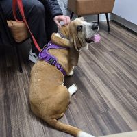 Treehouse Animal Hospital ico