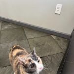 Valencia Veterinary Center