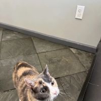 Valencia Veterinary Center ico