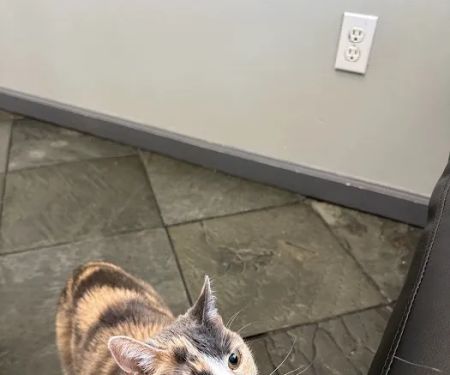 Valencia Veterinary Center