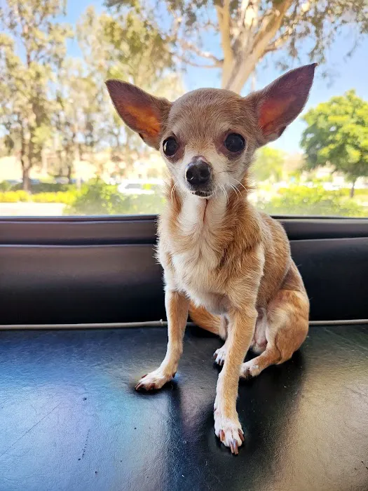 Valencia Veterinary Center Picture 3