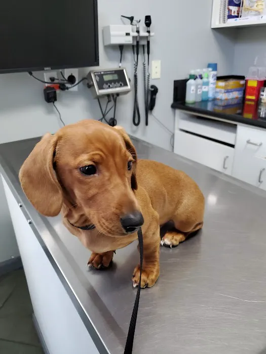 Valencia Veterinary Center Picture 5