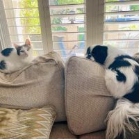 Saugus Animal Hospital ico