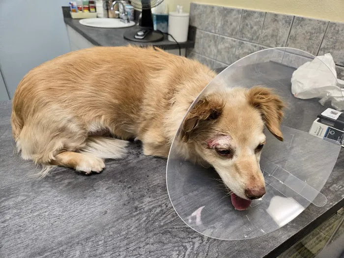 Saugus Animal Hospital Picture 6