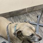 Little Paws Dog & Cat Hospital