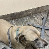 Little Paws Dog & Cat Hospital ico