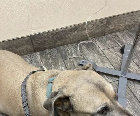 Little Paws Dog & Cat Hospital