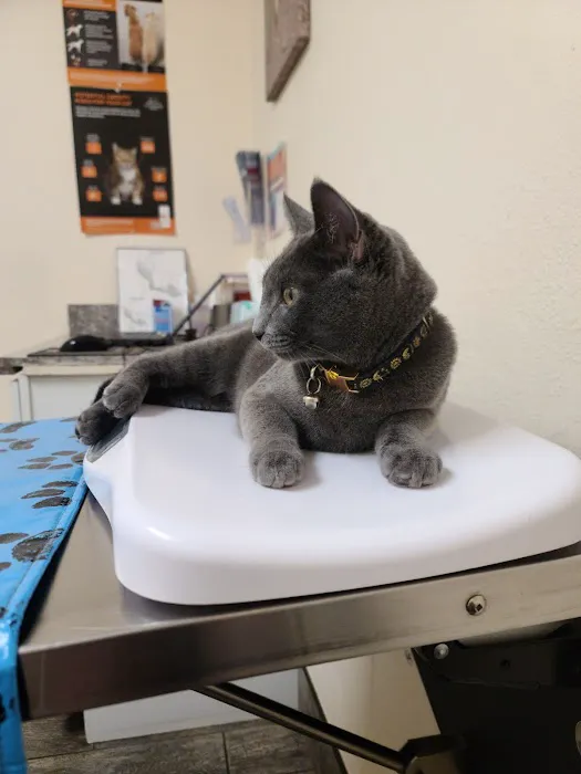 Little Paws Dog & Cat Hospital Picture 3