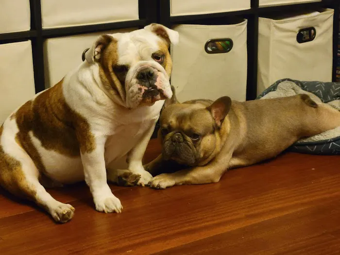 Little Paws Dog & Cat Hospital Picture 9