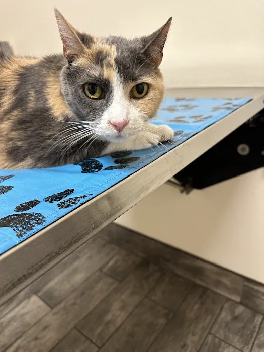 Little Paws Dog & Cat Hospital Picture 6