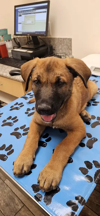 Little Paws Dog & Cat Hospital Picture 4