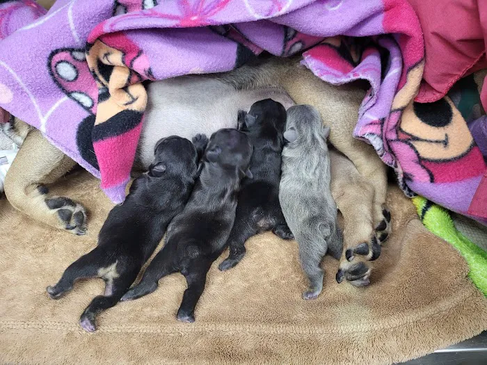 Santa Clarita Animal Urgent Care and Wellness Center Picture 1