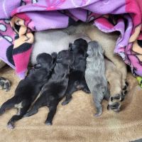 Santa Clarita Animal Urgent Care and Wellness Center ico
