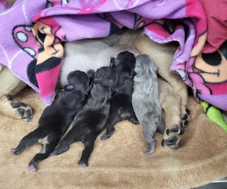 Santa Clarita Animal Urgent Care and Wellness Center