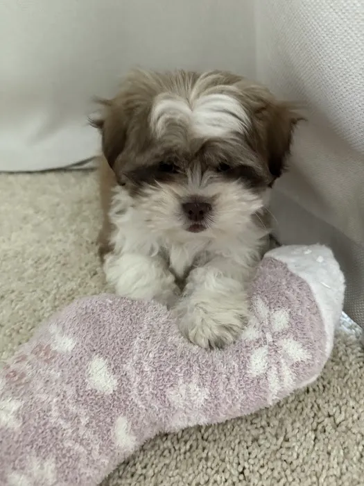 Santa Clarita Animal Urgent Care and Wellness Center Picture 3