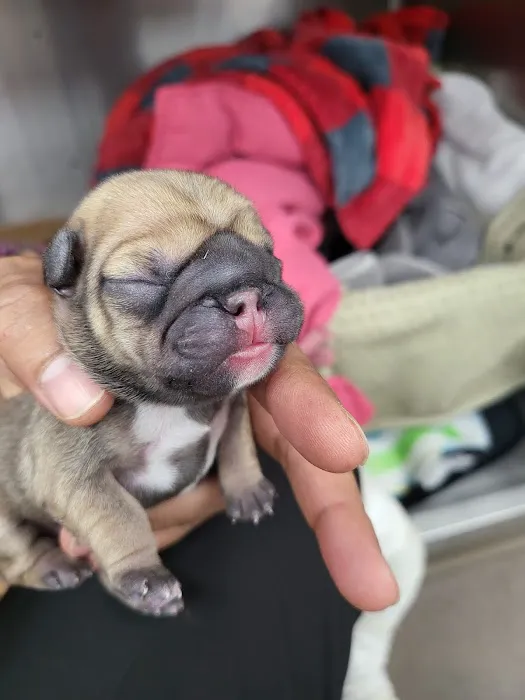 Santa Clarita Animal Urgent Care and Wellness Center Picture 7