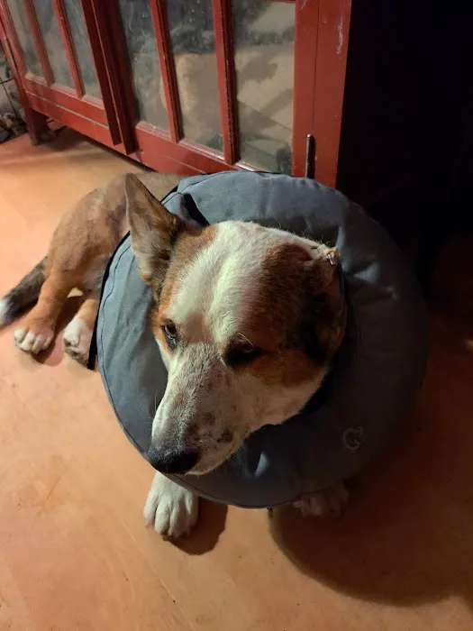 Santa Clarita Animal Urgent Care and Wellness Center Picture 2