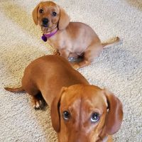 Sierra Veterinary Clinic ico