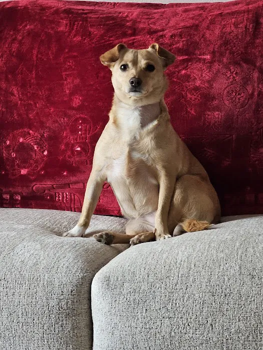 Sierra Veterinary Clinic Picture 7