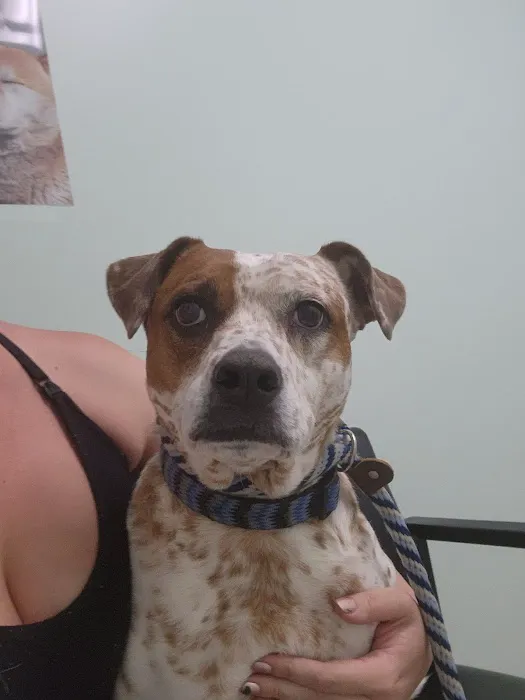 Sand Canyon Animal Hospital Picture 6