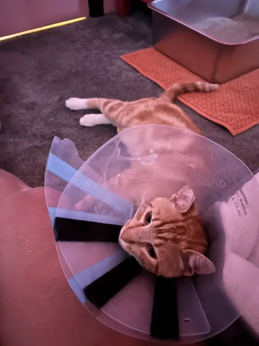 Sand Canyon Animal Hospital Picture 7