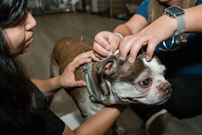 Happy Pets Veterinary Center Picture 6