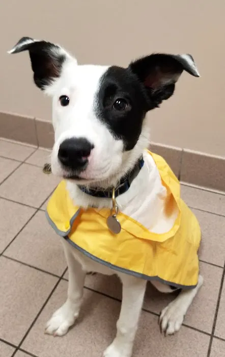 All Pets Medical Centre Picture 1