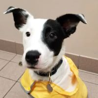 All Pets Medical Centre ico